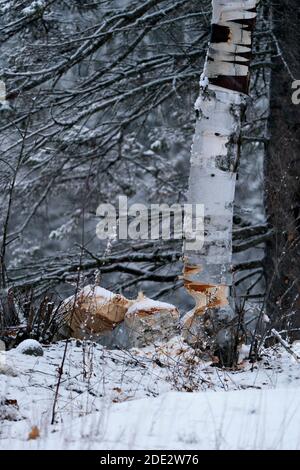 Biber Stock Foto. Wintersaison. Biber Schnitt Birke Stock Foto. Biberzähne Flecken. Biberarbeit. Biber Aktivität Stock Foto. Baum gefällt b Stockfoto