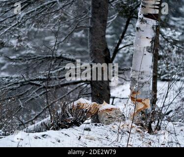 Biber Stock Foto. Wintersaison. Biber Schnitt Birke Stock Foto. Biberzähne Flecken. Biberarbeit. Biber Aktivität Stock Foto. Baum gefällt b Stockfoto