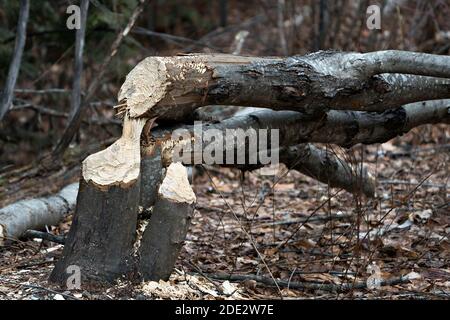 Biber Stock Foto. Biber Schnitt unten Baum Stock Foto. Biberzähne Flecken. Biberarbeit. Biber Aktivität Stock Foto. Baum vom Biber gefällt. Baumschnitt do Stockfoto