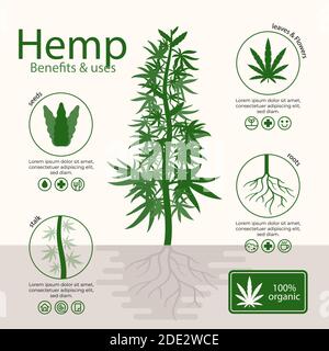 Vorteile von Cannabis Hanf Infografik Vektor Illustration Stock Vektor