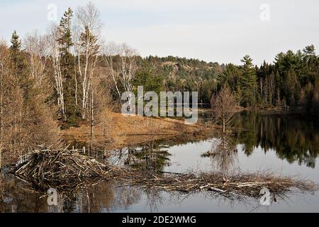 Biber Winter Futter Cache Haufen und Biber Lodge in der Herbstsaison. Herbstlandschaft mit Biberhütte und Futtercache-Struktur. Biberbestand Stockfoto