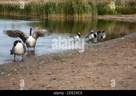 Kanadagänse (Branta canadensis) und Weißwangengänse (Branta leucopsis) in der Töölönlahti-Bucht in Helsinki, Finnland Stockfoto