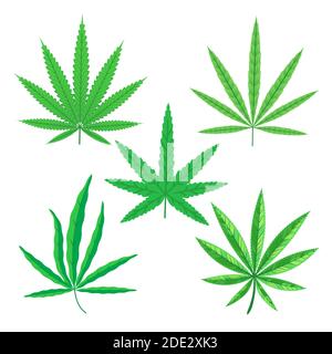 Botanische Cannabis Blätter Vektor-Illustration Stock Vektor