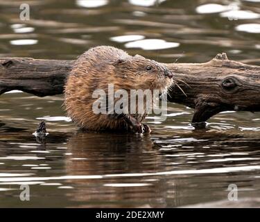 Bisamratte Stock Fotos. Bisamratte im Wasser zeigt sein braunes Fell durch einen Baumstamm mit einem verschwommenen Wasserhintergrund in seiner Umgebung und seinem Lebensraum. Bild. Pictu Stockfoto