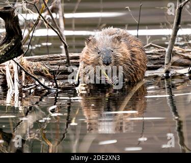 Bisamratte Stock Fotos. Bisamratte im Wasser zeigt sein braunes Fell durch einen Baumstamm , Blick auf Kamera und Essen Baum Zweig mit einem verschwommenen Wasser Hintergrund i Stockfoto