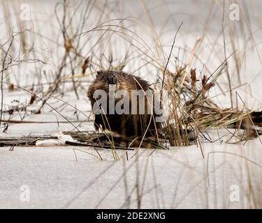 Bisamratte Stock Fotos. Bisamratte im Wasser zeigt sein braunes Fell durch einen Baumstamm mit Schnee mit einem verschwommenen Wasserhintergrund in seiner Umgebung und seinem Lebensraum. Stockfoto