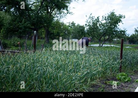 Der Mensch arbeitet im Garten. Gemüse Pflanzen. Harte, schmutzige Arbeit. Dorf, Land. Konzept der Landwirtschaft. Hochwertige Fotos Stockfoto