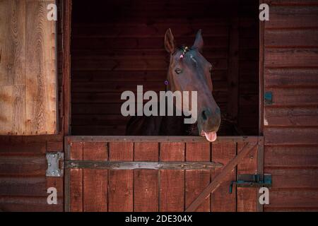 Schönes Pferd, das über die Stalltüren mit geflochtener Mähne blickt. Schönes braunes Ranch Pferd mit geflochtener Mähne. Große körperreiche Ranch Wallach. Pferd aus Stockfoto