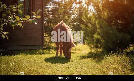 Kleine charmante hellbraune Pony Pferd kneift grünen Rasen Garten Hof in der Nähe der Lodge in einem Land Ackerland oder Ranch. Stockfoto