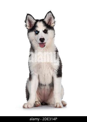 Liebenswert Yakutian Laika Hund Welpen, ungerade Augen und niedlich schwarz maskiert. Sitzen nach vorne. Blick auf die Kamera. Isoliert auf weißem Hintergrund. Stockfoto