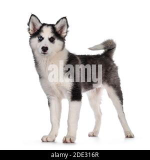 Liebenswert Yakutian Laika Hund Welpen, ungerade Augen und niedlich schwarz maskiert. Stehende Seitenwege mit Schwanz nach oben. Blick auf die Kamera. Isoliert auf weißem Hintergrund Stockfoto