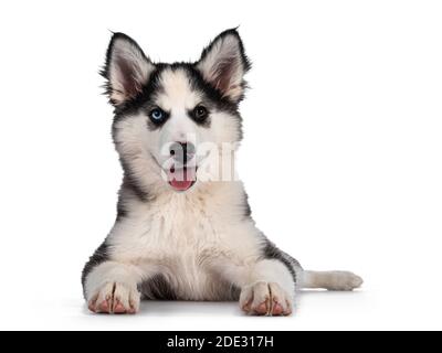 Liebenswert Yakutian Laika Hund Welpen, ungerade Augen und niedlich schwarz maskiert. Nach vorne hinlegen. Blick auf die Kamera. Isoliert auf weißem Hintergrund. Stockfoto