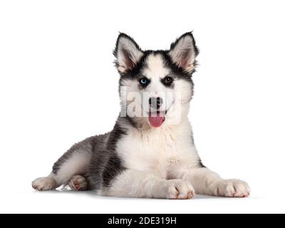 Liebenswert Yakutian Laika Hund Welpen, ungerade Augen und niedlich schwarz maskiert. Legen Sie Seitenwege. Blick auf die Kamera. Isoliert auf weißem Hintergrund. Stockfoto