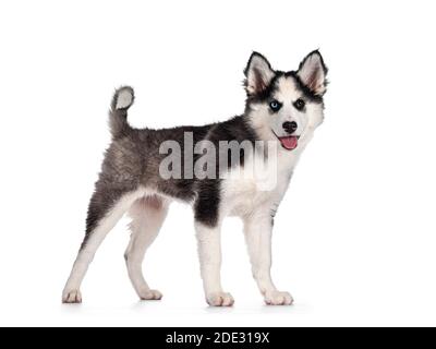 Liebenswert Yakutian Laika Hund Welpen, ungerade Augen und niedlich schwarz maskiert. Seitenwege stehen. Blick auf die Kamera. Isoliert auf weißem Hintergrund. Stockfoto