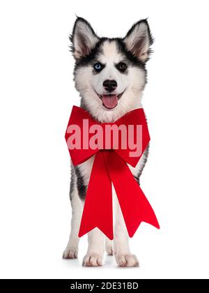 Liebenswert Yakutian Laika Hund Welpen, ungerade Augen und niedlich schwarz maskiert. Nach vorne stehend. Tragen große rote Band um den Hals. Blick auf die Kamera. Ist Stockfoto