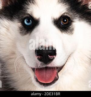 Makro Nahaufnahme des Gesichts von liebenswert Yakutian Laika Hund Welpen, ungerade Augen und niedlich schwarz maskiert. Blick auf die Kamera. Stockfoto