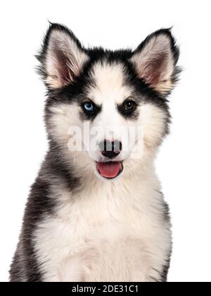 Kopfaufnahme des entzückenden Yakutian Laika Hund Welpen, ungerade Augen und niedlich schwarz maskiert. Sitzen nach vorne. Blick auf die Kamera. Isoliert auf weißem Hintergrund Stockfoto