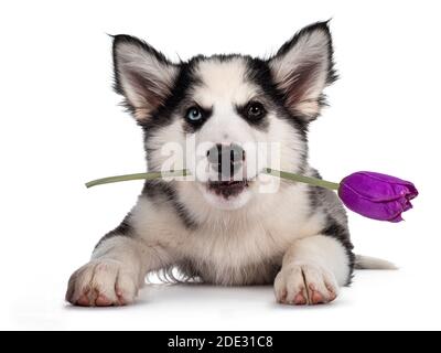 Liebenswert Yakutian Laika Hund Welpen, ungerade Augen und niedlich schwarz maskiert. Nach vorne hinlegen. Halten lila gefälschte Tulpe im Mund. Blick auf die Kamera. Stockfoto