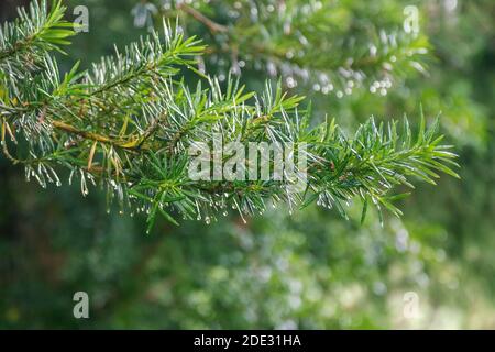 Nahaufnahme Taxus baccata auch als Eibe bekannt – immergrün Baumzweig mit Wassertropfen auf Blättern nach Regen Stockfoto