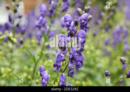 Violette Blütenstände von Aconit auf einem verschwommenen Hintergrund Stockfoto