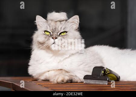 Kämmen lustige Katze mit furminatoror. Kitty mit einem Haufen Katzenhaar auf dem Kopf Stockfoto