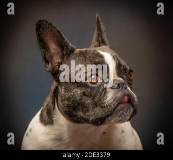Studio-Porträts einer jungen französischen Bulldogge Stockfoto