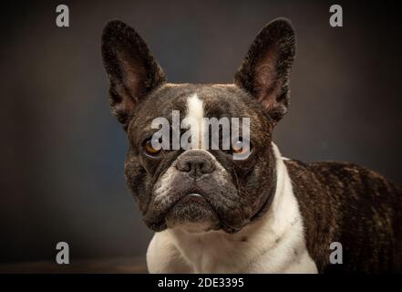 Studio-Porträts einer jungen französischen Bulldogge Stockfoto