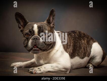 Studio-Porträts einer jungen französischen Bulldogge Stockfoto