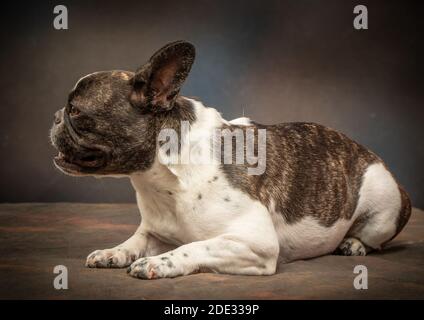 Studio-Porträts einer jungen französischen Bulldogge Stockfoto