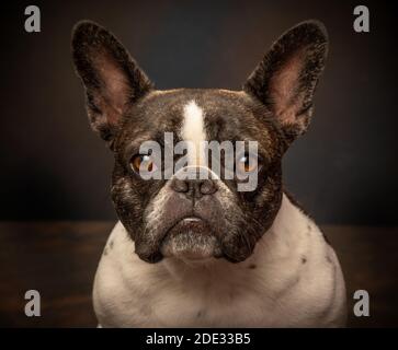 Studio-Porträts einer jungen französischen Bulldogge Stockfoto