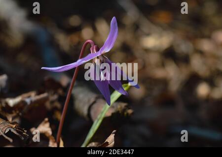 Hundszahn violett oder die Hunde zahnviolett, spät- oder Frühfrühlingspflanze in Lilienfamilie mit Fliederblüte und eifem oder lanzetem Blatt, weiße Birne, Stockfoto