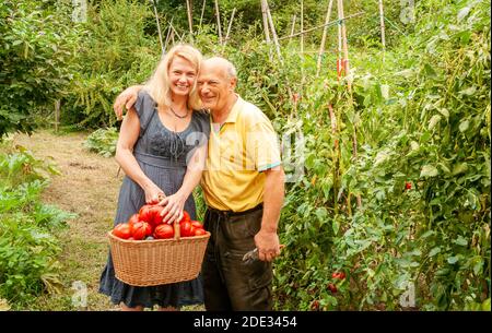 Glückliche Frau und älterer Mann mit einem Korb von frisch geernteten Tomaten im Gemüsegarten. Stockfoto