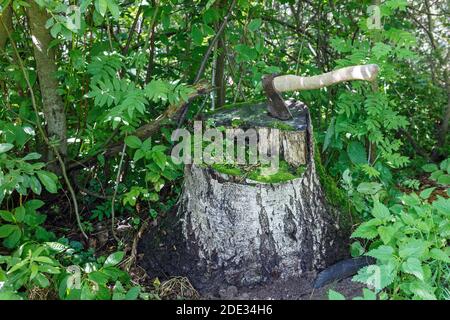 Axt im Stumpf. Eine eiserne Axt mit einem Holzgriff, der in einen Birkenstumpf geklebt ist. Stockfoto