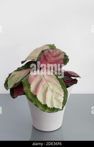 Nahaufnahme eines Calathea Rosy mit rosa und grün gefiederten Blättern. Der Hintergrund ist weiß und die Pflanze sitzt in einem grauen Topf. Stockfoto