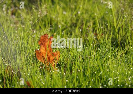 Redhill, Surrey, Großbritannien. Herbstblatt. Wenn der Herbst zum Winter wird, gibt ein klarer Tag in der Nacht einen roten Himmel. Quelle: Andrew Stehrenberger / Alamy Live News Stockfoto