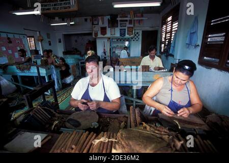 Eine kubanische Frau rollt frische kubanische Zigarre in der Stadt Havanna auf Kuba in der karibik. Kuba, Havanna, Oktober 2005 Stockfoto