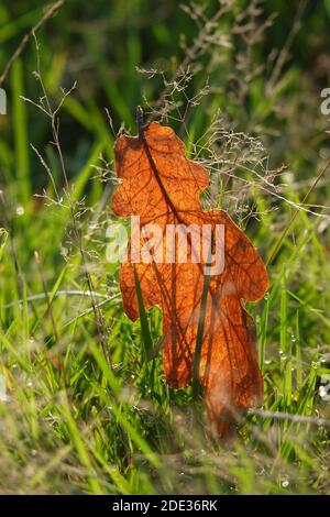 Redhill, Surrey, Großbritannien. Herbstblatt. Wenn der Herbst zum Winter wird, gibt ein klarer Tag in der Nacht einen roten Himmel. Quelle: Andrew Stehrenberger / Alamy Live News Stockfoto