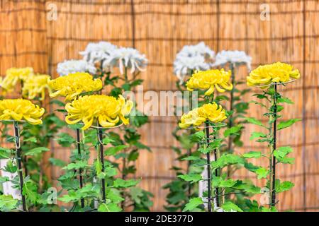 shibuya, japan - november 02 2020: Ausstellung japanischer Chrysanthemum morifolium Blumen im Shinto Meiji-Jingu Schrein während der gedenkfeiern Stockfoto