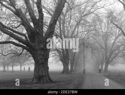 Nebliger Wintermorgen auf baumgesäumten Park Spaziergang Stockfoto