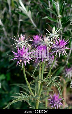 Cynara baetica maroccana, Cynara hystrix, syn Cynara baetica ssp maroccana, Zwerg Artischocke, Globus, Blumen, Blume, Blüte, RM Floral Stockfoto