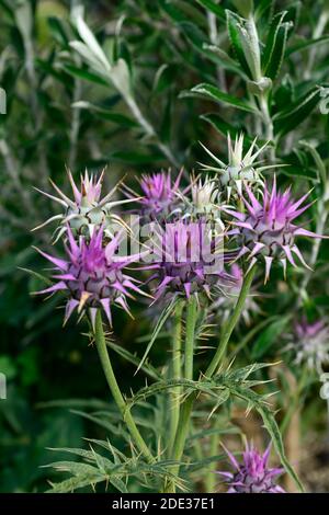 Cynara baetica maroccana, Cynara hystrix, syn Cynara baetica ssp maroccana, Zwerg Artischocke, Globus, Blumen, Blume, Blüte, RM Floral Stockfoto