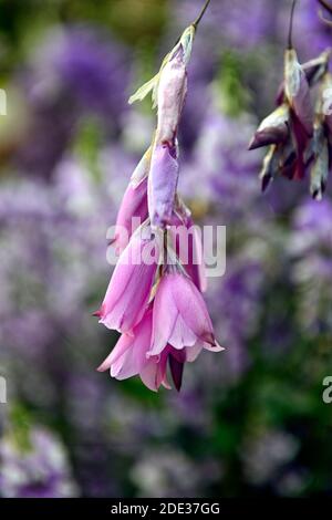 Dierama pulcherrimum, rosa lila Blumen, Blume, Stauden, Bogen, baumeln, hängen, glockenförmig, Engel Angelruten, indigofera im Hintergrund, RM Floral Stockfoto