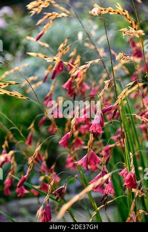 Dierama igneum, pink Coral Blumen, Stauden, Bogenschiessen, Dangling, hängend, glockenförmigen Blüten, Engel Angelruten, Stauden, Stauden, RM Floral Stockfoto