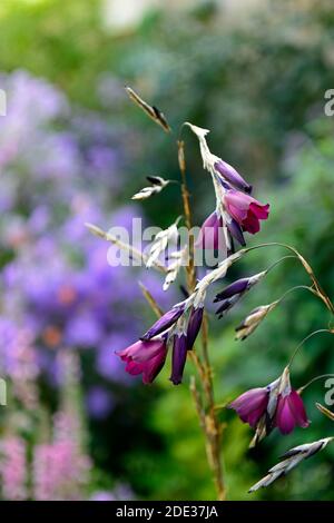 Dierama pulcherrimum Amsel, kastanienlila Blumen, kastanienlila Blumen, dunkellila Blumen, Stauden, Bogen, baumeln, hängen, Glocke geformt, Engel Stockfoto