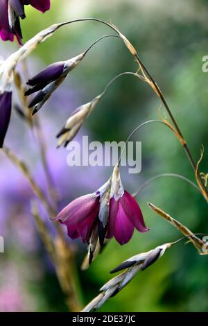 Dierama pulcherrimum Amsel, kastanienlila Blumen, kastanienlila Blumen, dunkellila Blumen, Stauden, Bogen, baumeln, hängen, Glocke geformt, Engel Stockfoto