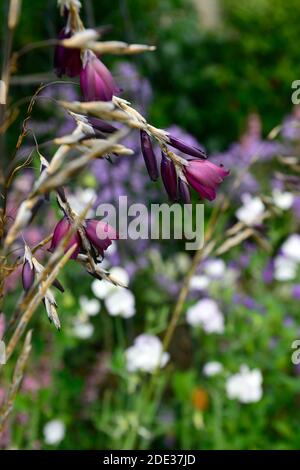 Dierama pulcherrimum Amsel, kastanienlila Blumen, kastanienlila Blumen, dunkellila Blumen, Stauden, Bogen, baumeln, hängen, Glocke geformt, Engel Stockfoto