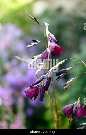 Dierama pulcherrimum Amsel, kastanienlila Blumen, kastanienlila Blumen, dunkellila Blumen, Stauden, Bogen, baumeln, hängen, Glocke geformt, Engel Stockfoto