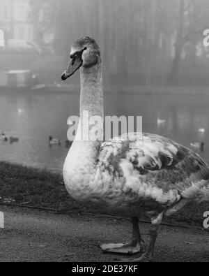 Jungschwan mit grauen und weißen Federn, die auf einem stehen Nebliger Flussufer Stockfoto