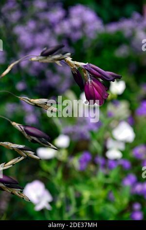 Dierama pulcherrimum Amsel, kastanienlila Blumen, kastanienlila Blumen, dunkellila Blumen, Stauden, Bogen, baumeln, hängen, Glocke geformt, Engel Stockfoto