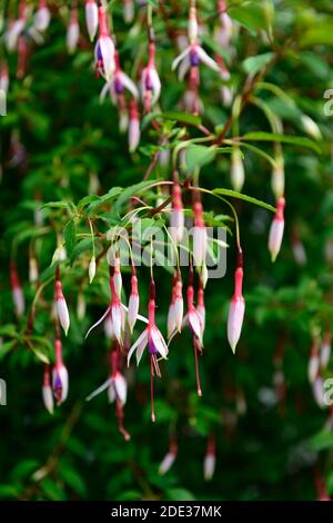 Fuchsia magellanica Lady Bacon, winterhart, fuchsia, fuchsias, Strauch, Sträucher, rot, weiß, lila, rot, weiß und lila Blumen, Blume, Blüte, Garten, Gärten, Stockfoto